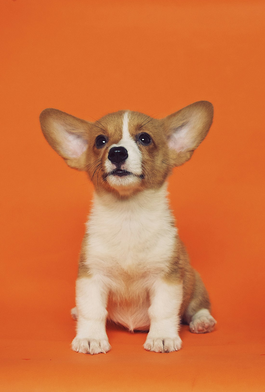 日常のペットケア